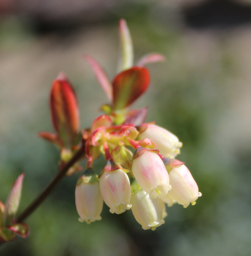 Highbush Blueberry Picture