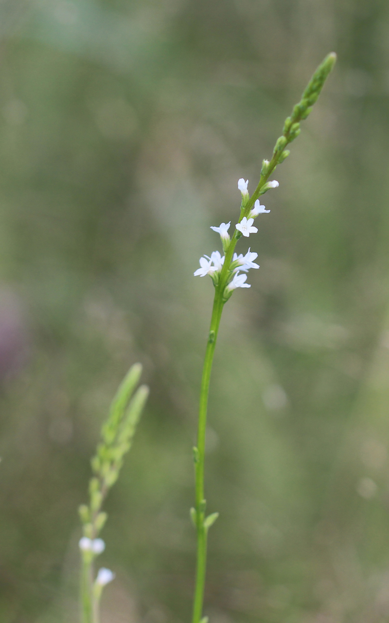 Bucks White Vervain Picture