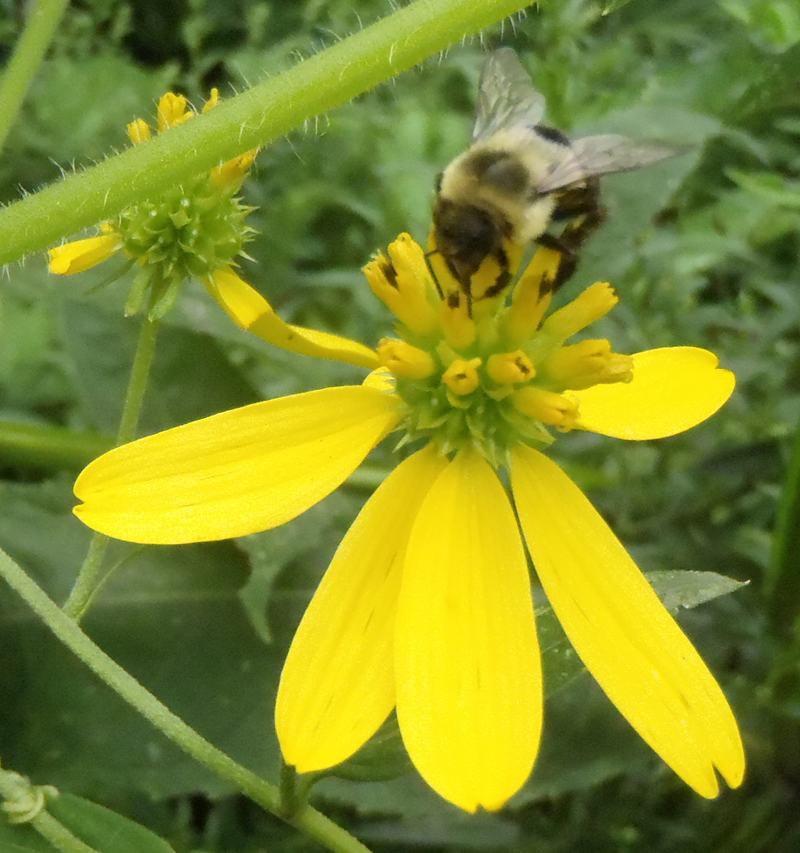 Wingstem Picture