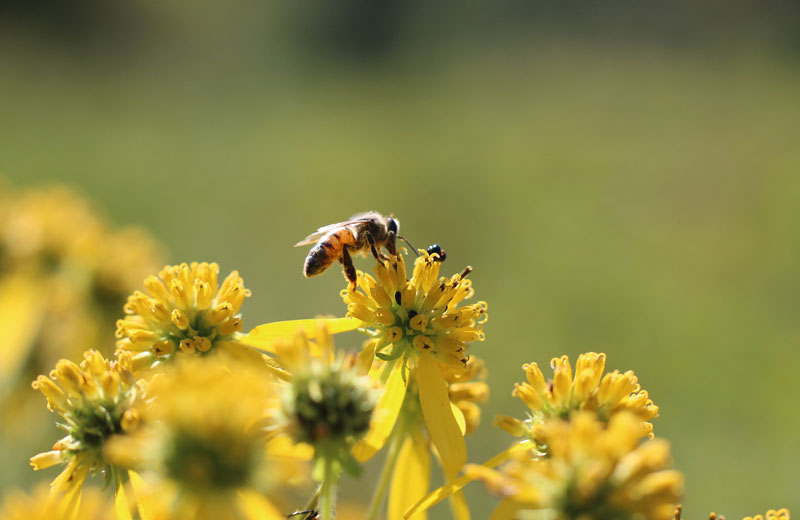 Wingstem Picture