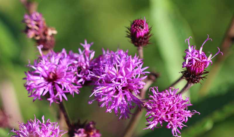 Upland Ironweed Picture