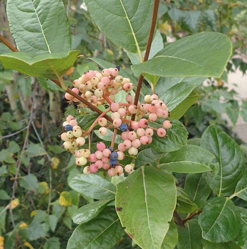 Possumhaw Viburnum Picture