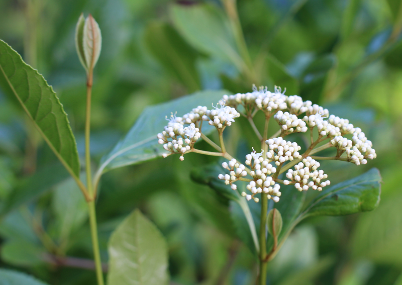 Possumhaw Viburnum Picture