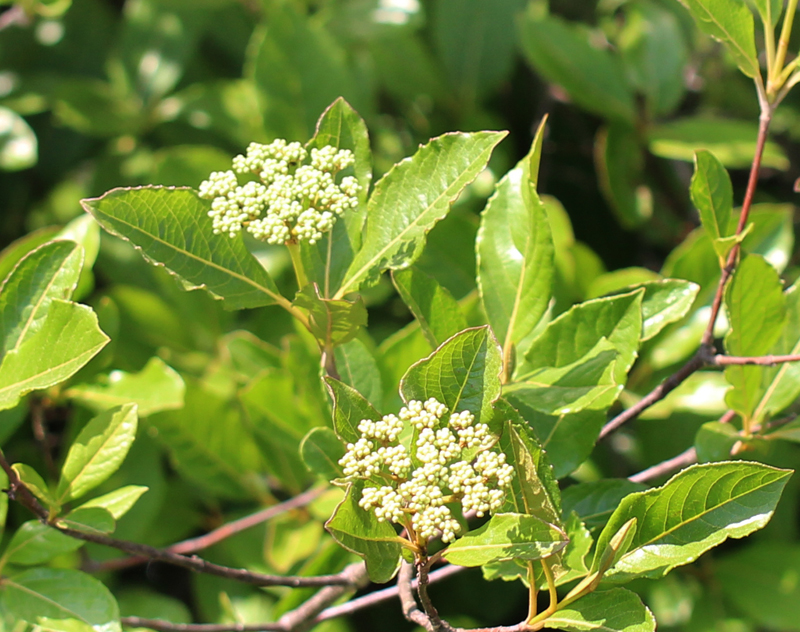 Possumhaw Viburnum Picture