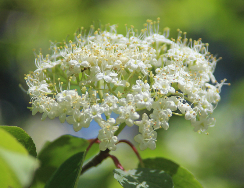 Black Haw Picture