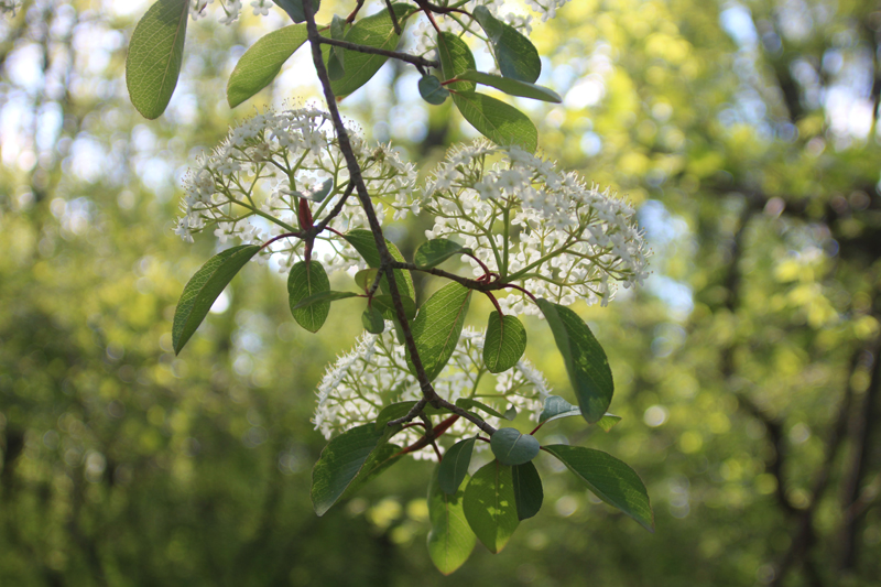 Black Haw Picture