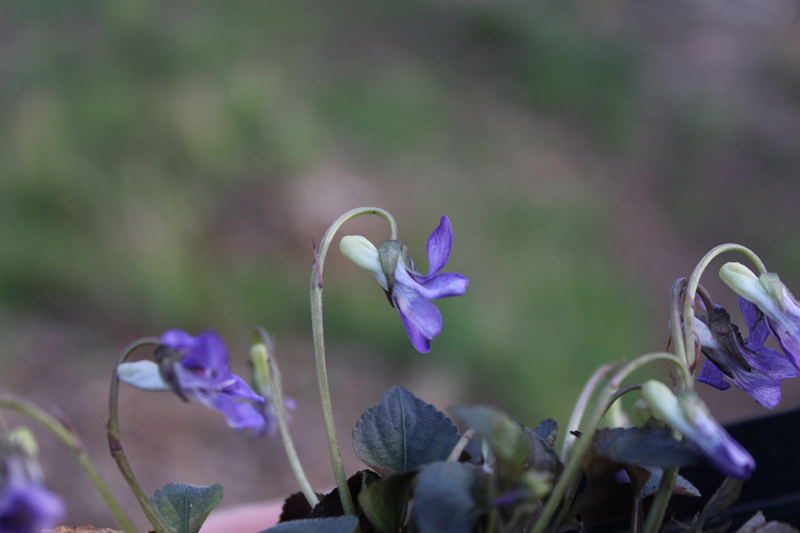 Labrador Violet Picture