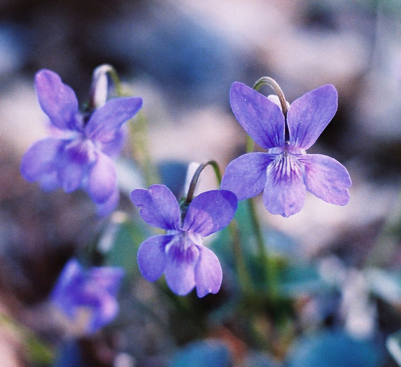 Labrador Violet Picture