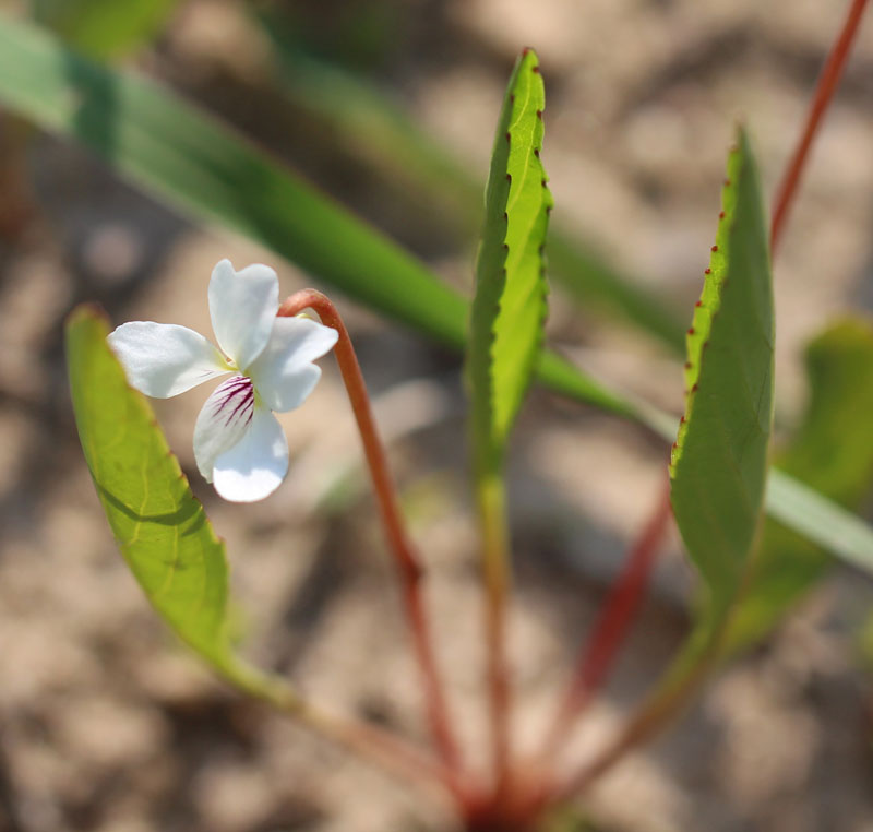 Lance-leaved Violet Picture