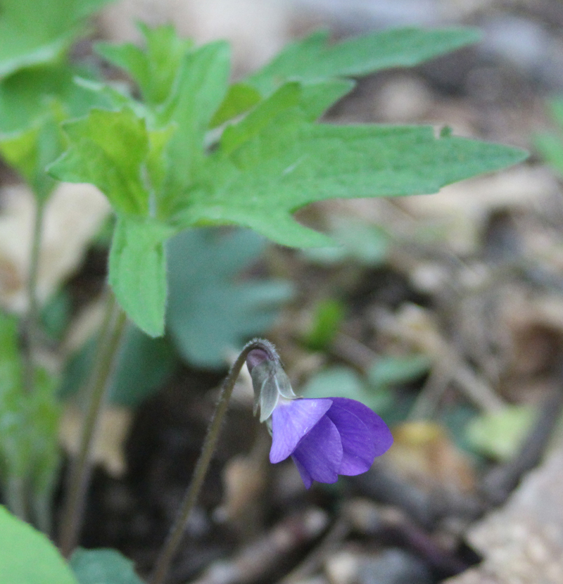 Early Blue Violet Picture