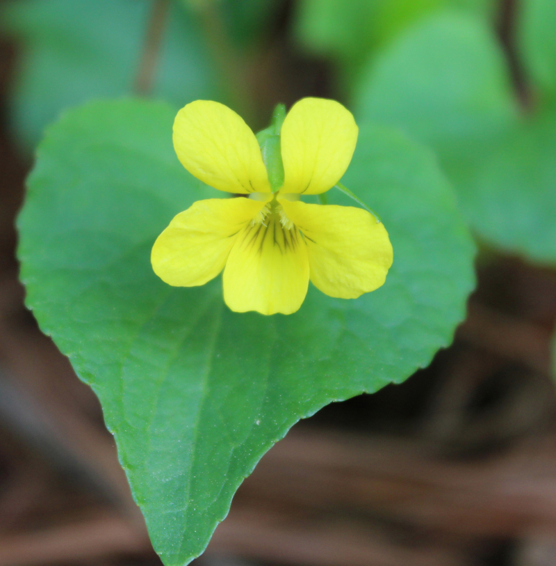 Downy Yellow Violet Picture
