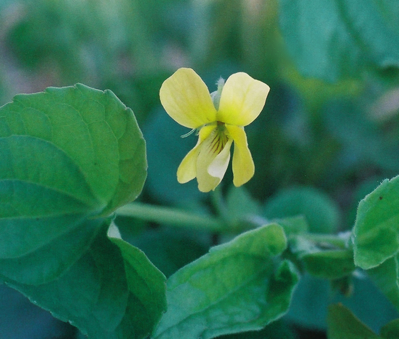 Downy Yellow Violet (hairy form) Picture