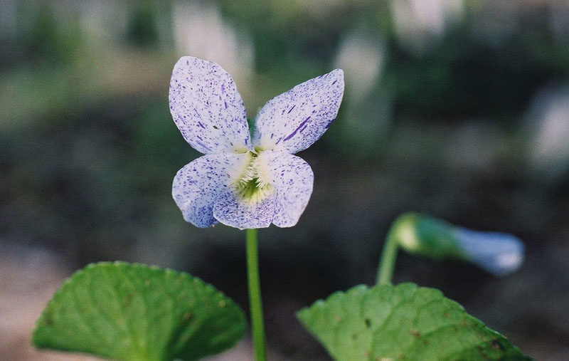 Freckles Violet Picture