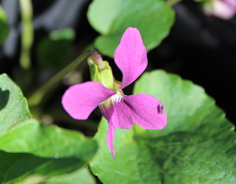 Bucks County Magenta Violet Picture