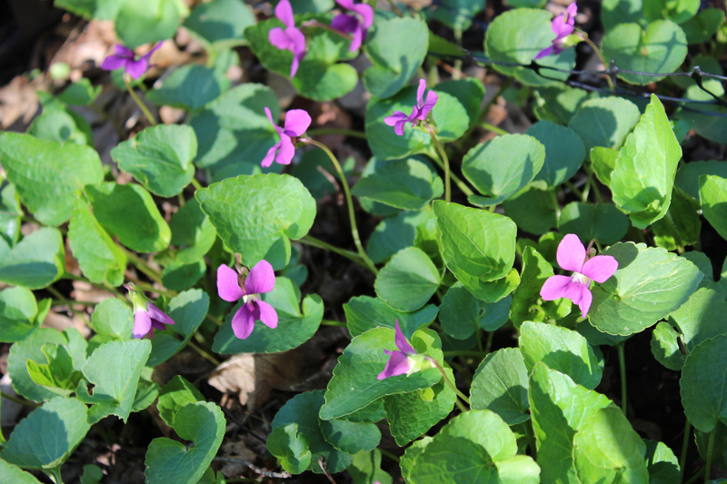 Bucks County Magenta Violet Picture