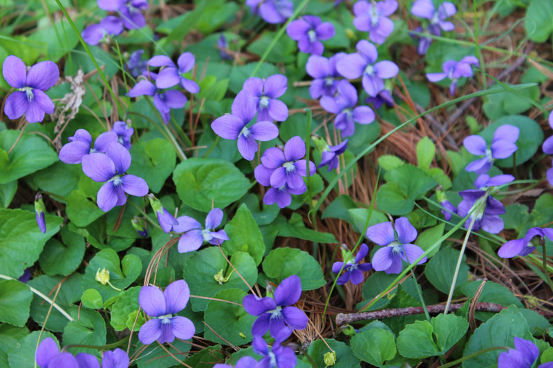 Common Blue Violet Picture