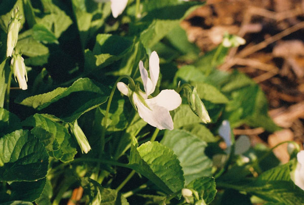 Striped Cream Violet Picture