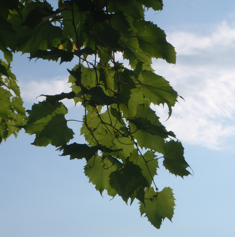 Riverbank Grape Picture