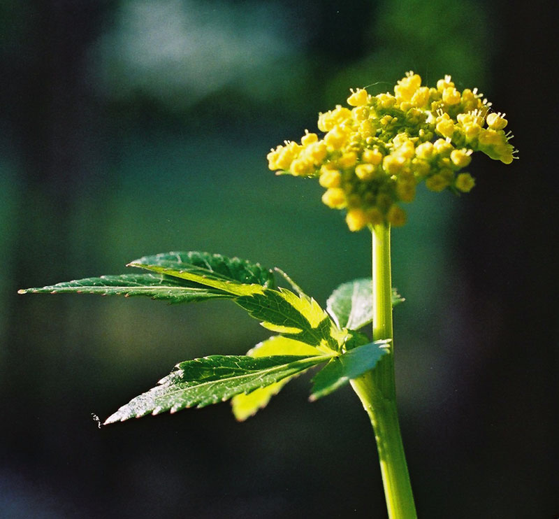 Golden Alexanders  Picture