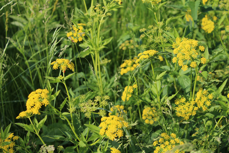 Golden Alexanders  Picture